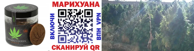 как найти   Ялуторовск  Canna-Cookies конопля 